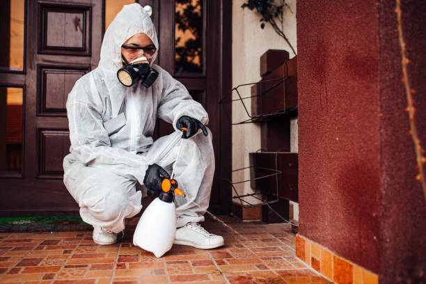 Attic and Crawl Space Rodent Treatment in East Islip