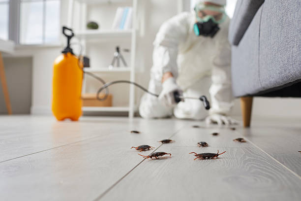Commercial Rodent Management in East Islip